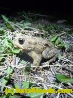 /home//u458753944/public_html/sourcegallery//////Roxborough Toad Detour/2013-2019/2013/2013-04-09/P1120072.JPG
